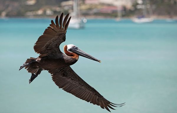 Pelican in Sint Maarten